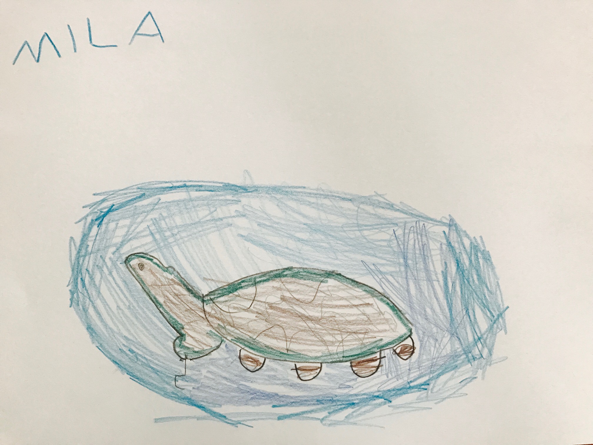 Wasserschildkröte von Mila gemalt