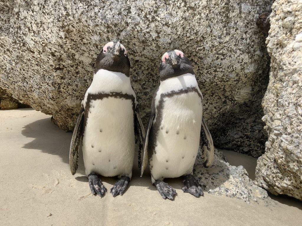 Pinguine am Boulders Beach