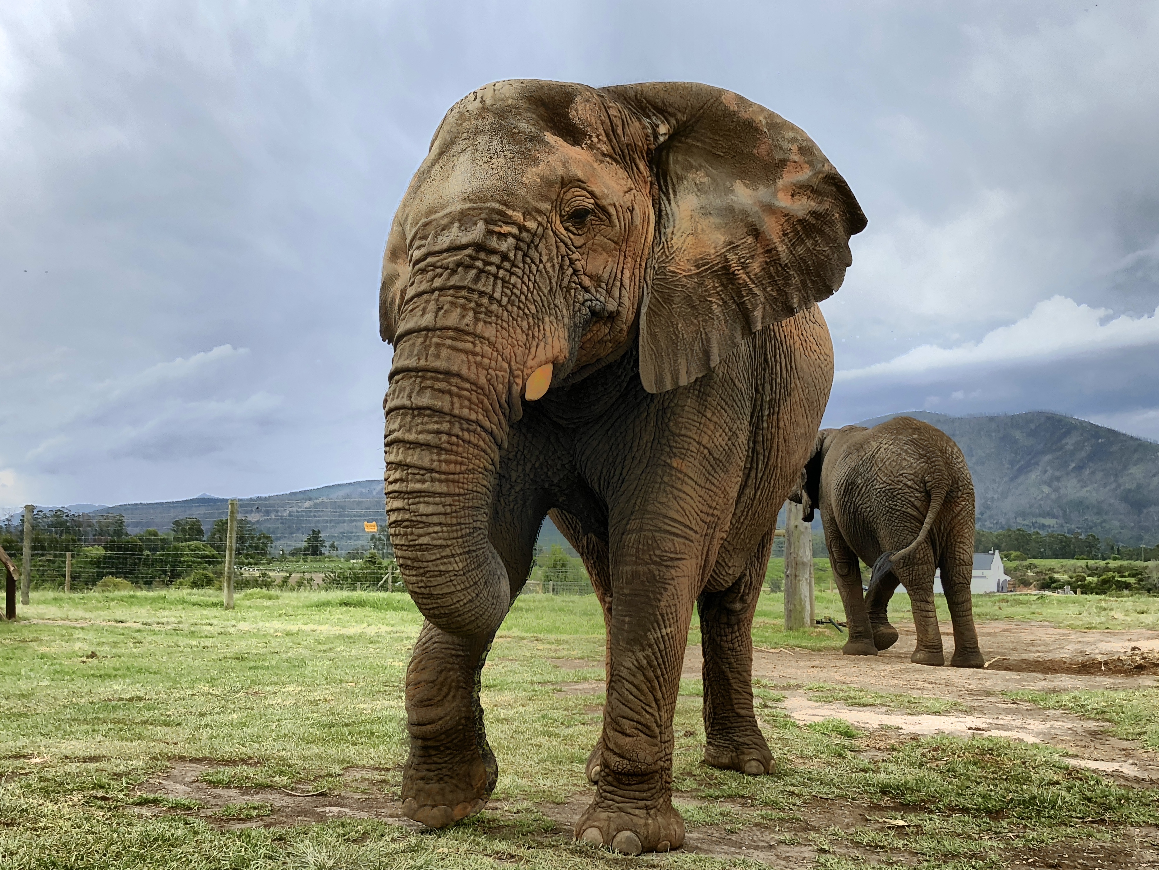 Blick auf einen Elefanten im Elephant Sanctuary, Plettenberg Bay, Südafrika