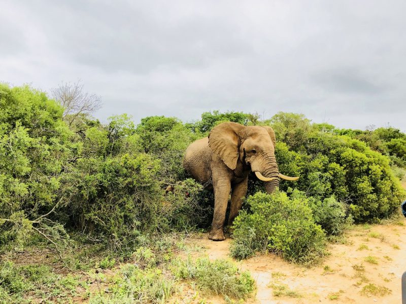 Elefantenbulle im Addo Elephant Park, Südafrika