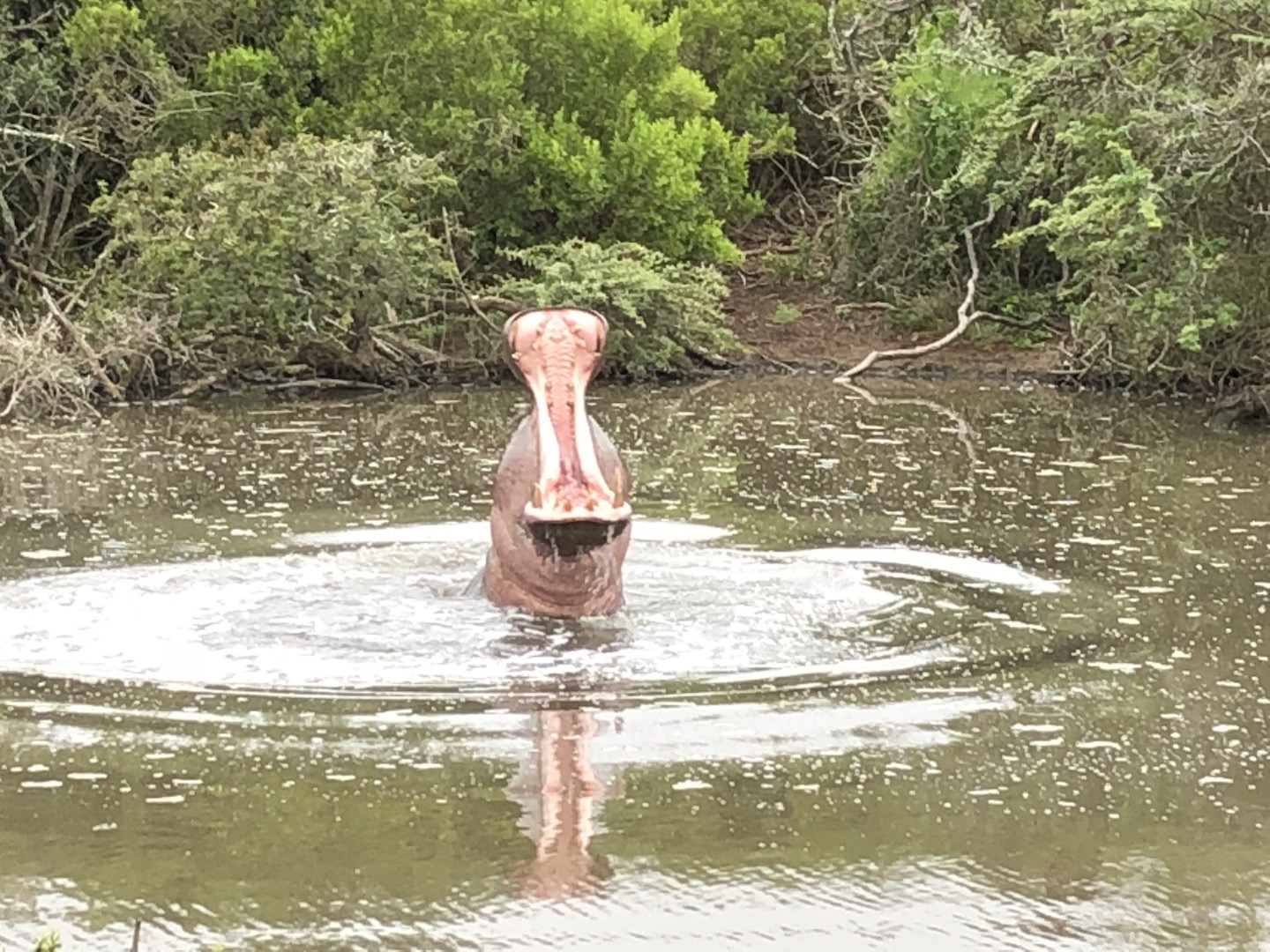 Nilpferd im Scotia Park, Südafrika