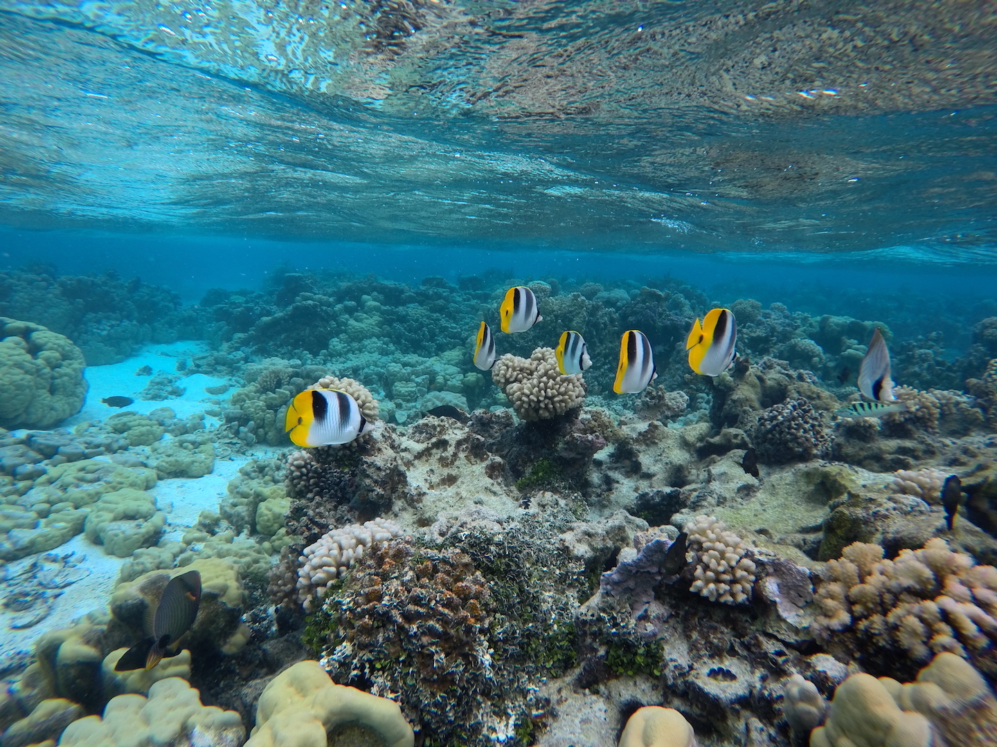 Unterwasserwelt, Maupiti