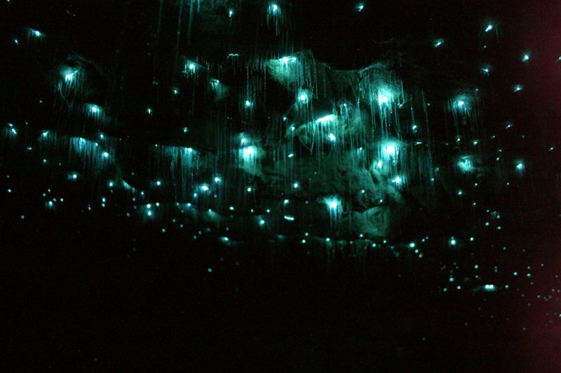 In den Glowworm Caves, Neuseeland