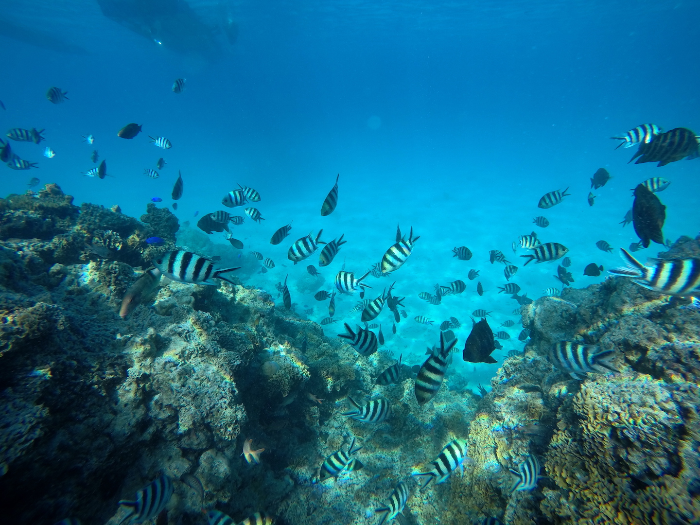 Korallenriff Bora Bora