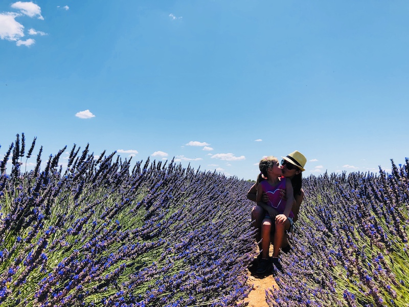 Lavendelfeld Provence