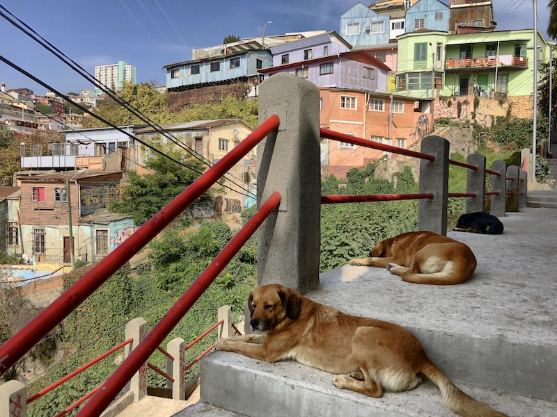 Hunde in Valparaiso